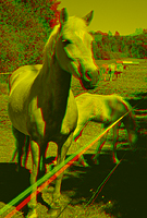 anaglyphen 3d stereo Pferd