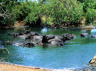 Wasserbüffel