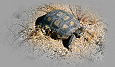 Wüstenschildkröte