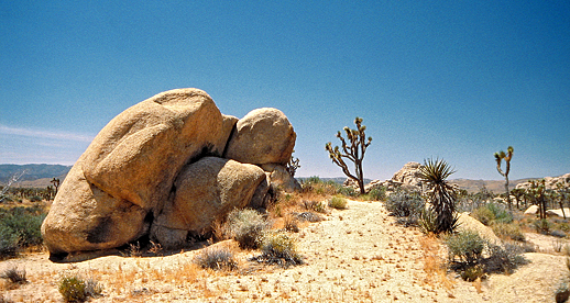 Joshua Tree Nationalpark