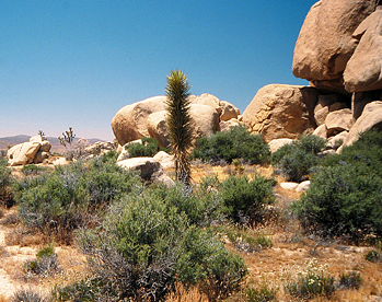 Joshua Tree Nationalpark