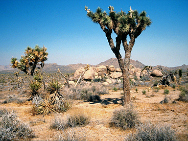 Joshua Tree Nationalpark