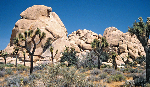 Joshua Tree Nationalpark