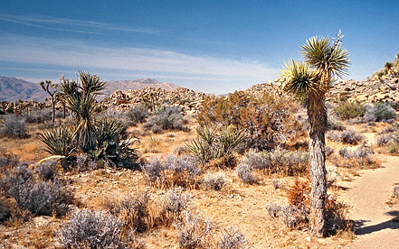 Joshua Tree Nationalpark