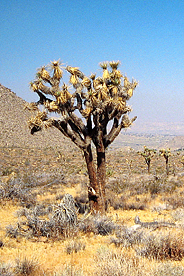 Joshua Tree Nationalpark