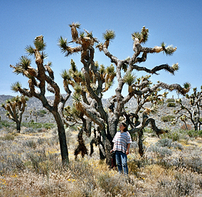 Joshua Tree Nationalpark