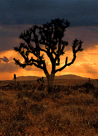 Joshua Tree Nationalpark