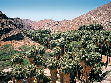 Palm Canyon bei Palm Springs