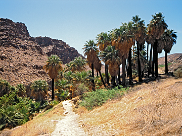 Palm Canyon bei Palm Springs