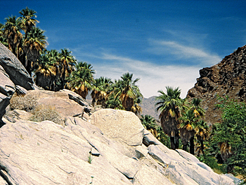 Palm Canyon bei Palm Springs