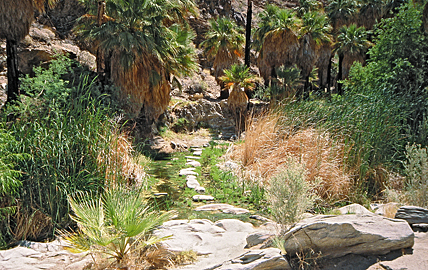 Palm Canyon bei Palm Springs