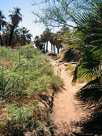 Palm Canyon bei Palm Springs