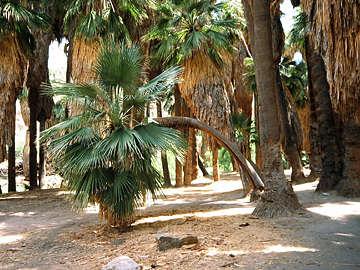 Palm Canyon bei Palm Springs