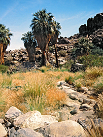 Palm Canyon bei Palm Springs