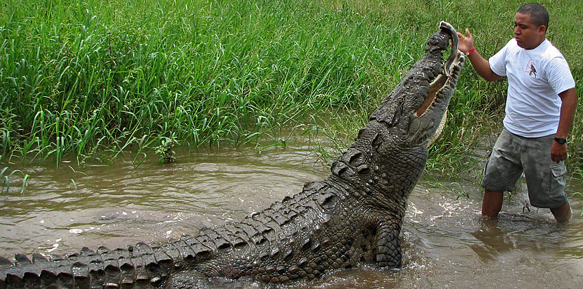 crocodilman