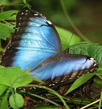 Schmetterling