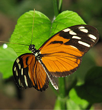 Schmetterling