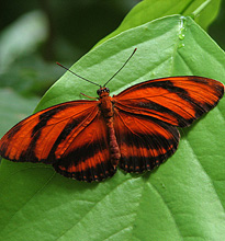 Schmetterling