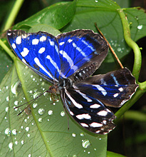 Schmetterling