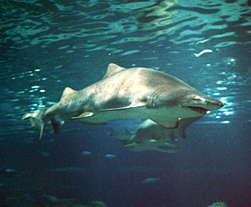 Shark im wirklich sehenswerten Aquarium