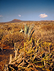 Lanzarote