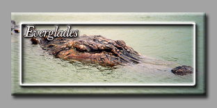 Everglades
