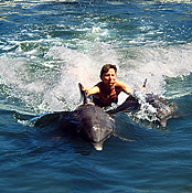 Delfinschwimmen
