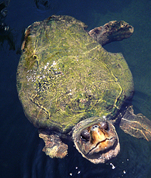 Schildkr&ouml;te auf den Keys