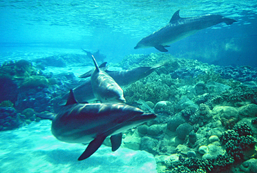 Seaworld