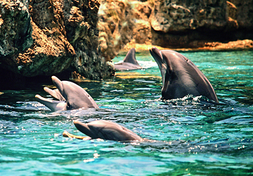 Seaworld Delfine