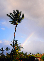 Maui