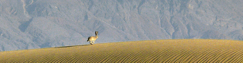 Death Valley - Stovepipe Wells 