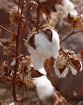 Cotton