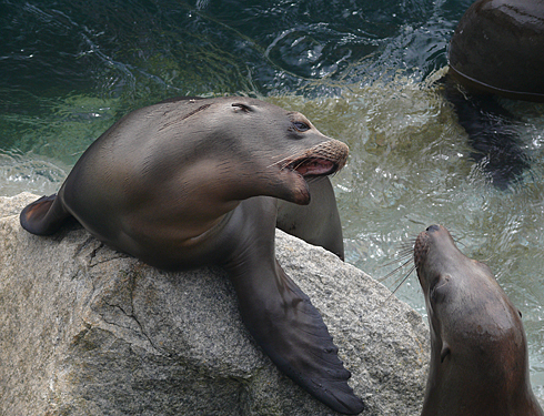 Seelöwe Monterey