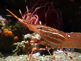 Gamba in Monterey Aquarium