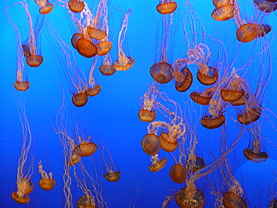 Quallen in Monterey Aquarium