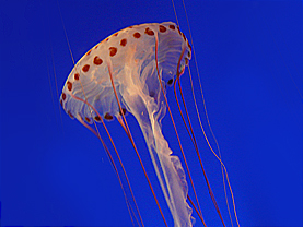 Qualle in Monterey Aquarium