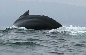 Whale Watching Monterey