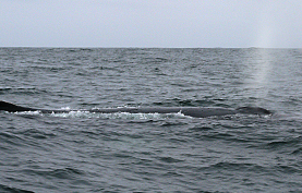 Whale Watching Monterey