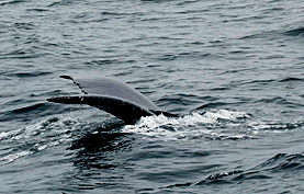 Whale Watching Monterey