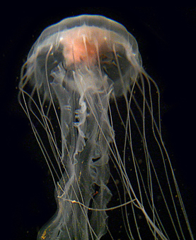 Qualle in Monterey Aquarium