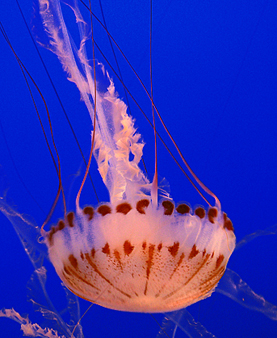 Qualle in Monterey Aquarium