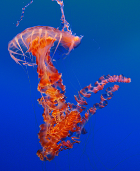 Qualle in Monterey Aquarium