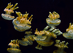 Quallen in Monterey Aquarium