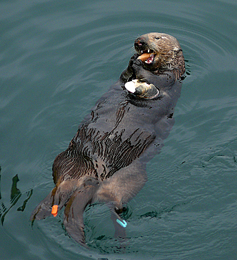 Seeotter Monterey
