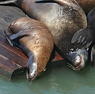 Seelöwen am Pier 39