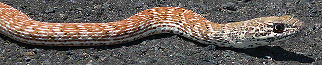 Valley of Fire Snake