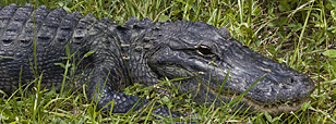 Big Cypress Loop Road