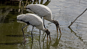 Anhinga Trail