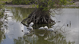 Anhinga Trail